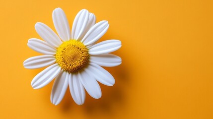 On a vibrant orange background, a white daisy flower creates a bold visual contrast, perfect for design projects