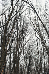 Tree branches against the blue sky. Winter deciduous forest.
