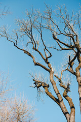 Tree branches against the blue sky. Winter deciduous forest.