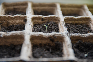 Seedlings on the windowsill close-up, just appeared on the windowsill after planting the seeds....