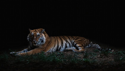 Tiger lying in fear on the ground in a dark environment, evoking a sense of vulnerability and tension