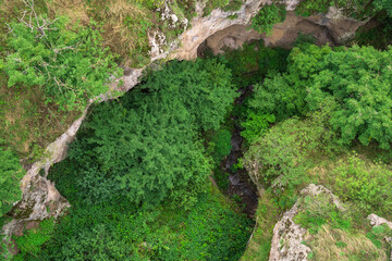 Verdant Canopy: A Bird's-Eye View of the Forest