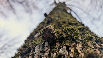 Low-angle view of a tall tree covered in moss, emphasizing its textured bark and organic growth. The blurred sky and branches create depth, highlighting the beauty of nature and resilience.