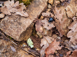 Violet ground beetle crawls decaying oak leaves damp rocky ground