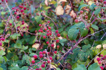 Close-up of berry branches with green leaves, showing a mix of purple and green hues in natural daylight.