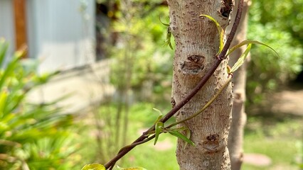 Vine's Embrace A close-up view of a slender vine gracefully winding around the rough bark of a tree trunk, showcasing the beauty of nature's embrace.