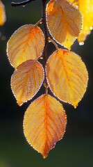 Obraz premium Close-up of a leaf with water droplets sparkling in the morning sunlight after rain