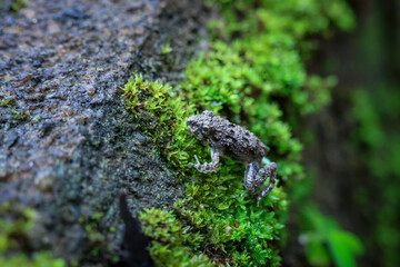 Close-up of a cute little frog with rough skin on green moss in a rainy season rainforest in a lush forest in Thailand.