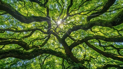 Sunlight filtering through lush green tree branches