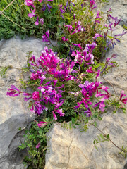 Purple flowers on the ground. Penstemon rupicola