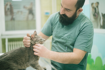 Vet examing the cat in an animal hospital