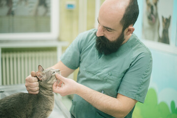Vet examing the cat in an animal hospital