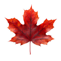 Obraz premium Vibrant Red Maple Leaf Autumn Nature Photography Isolated Black Background Fall Tree Plant Color 