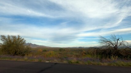 Arizona Driving 1701 Highway Tempe Sunflower