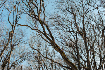 Tree branches against the blue sky. Winter deciduous forest.