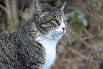 珍しい雄のキジ白猫
