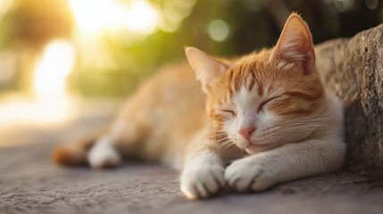 animal in a shelter, rescue center, pet care