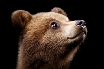 Obraz premium a brown bear, a highly detailed head shot against a black background,