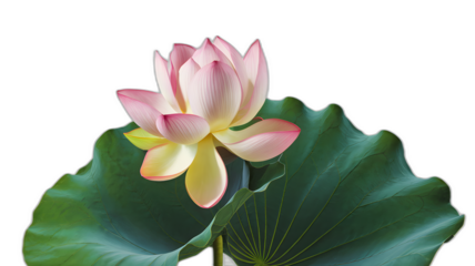 Realistic illustration of fresh, ripe lotus, emphasizing its smooth texture and vibrant color, against a clean white background for a fresh and minimalistic aesthetic.