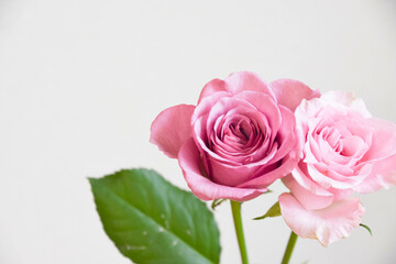 ピンクと紫のばら