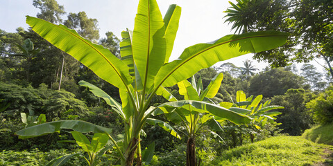 Banana Plant with Massive Green Leaves in Jungle Clearing