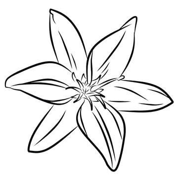 recommend clip art: lily flower vector line art sketch