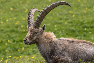 Male ibex lying in a flowery meadow