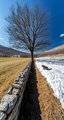 A marmot basks in the sun near a stone wall, a quintessential Groundhog Day scene. The barren tree and snow-dusted field emphasize the season