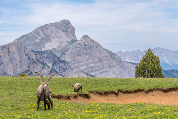 Male ibex eating grass in a meadow with a pond in front of the Vercors mountains