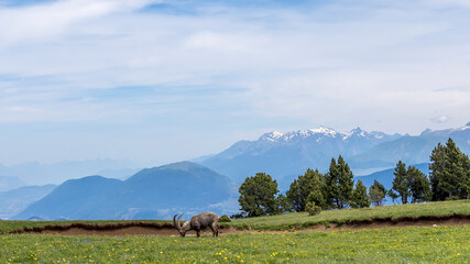 Mountain landscape in the Combeau valley, Vercors, France