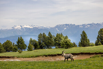 Male ibex eating grass in a meadow with a pond in front of the Vercors mountains