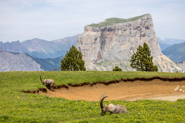 Male ibex eating grass in a meadow with a pond in front of the Vercors mountains