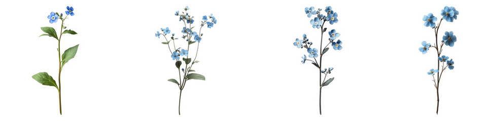 Forget ME Not flower isolated on transparent background, PNG, Set of
