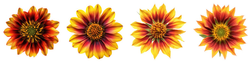 Gaillardia flower isolated on transparent background, PNG, Set of