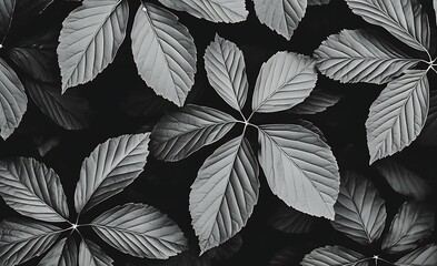 A close-up of textured green leaves arranged aesthetically against a dark background, highlighting their intricate shapes and patterns.