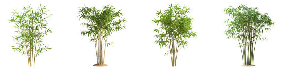 Fototapeta premium Heavenly bamboo isolated on transparent background, PNG, Set of