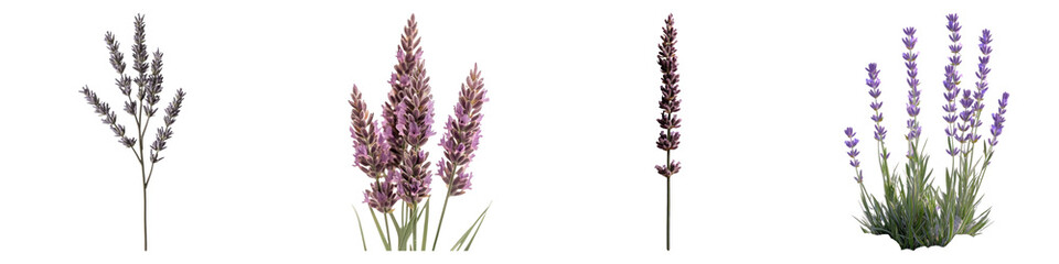 Naklejka premium Lavender flowers isolated on transparent background, PNG, Set of