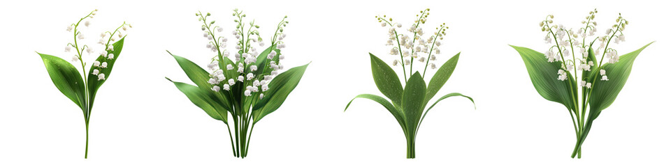 Obraz premium Lily of the valley flowers isolated on transparent background, PNG, Set of