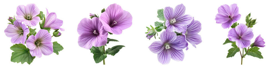 Obraz premium Malva flowers isolated on transparent background, PNG, Set of
