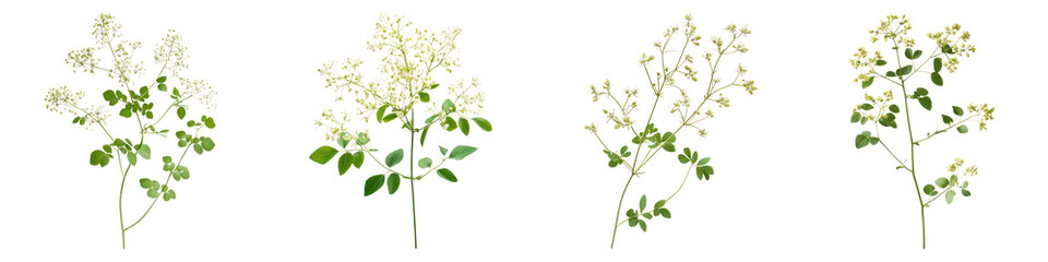 Meadow rue flowers isolated on transparent background, PNG, Set of