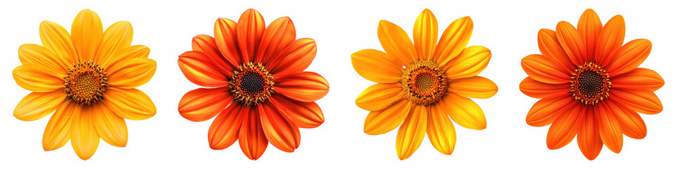 Mexican sunflower isolated on transparent background, PNG, Set of