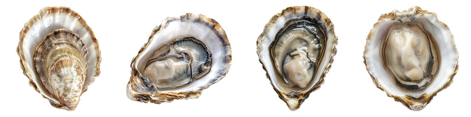 Mignonette isolated on transparent background, PNG, Set of