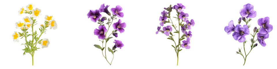 Nemesia flowers isolated on transparent background, PNG, Set of