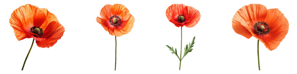 Oriental poppy flowers isolated on transparent background, PNG, Set of