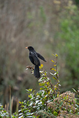 Common Eurasian blackbird, Turdus merula. Blackbirds are found in many places around the world.