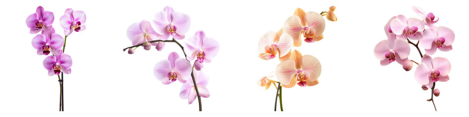 Phalaenopsis orchid flowers isolated on transparent background, PNG, Set of