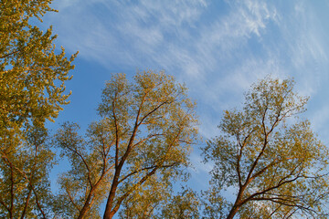 autumn tree against the blue sky
