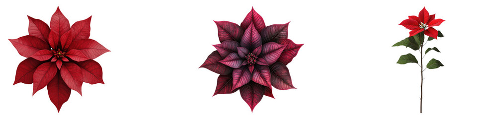 Poinsettia flowers isolated on transparent background, PNG, Set of
