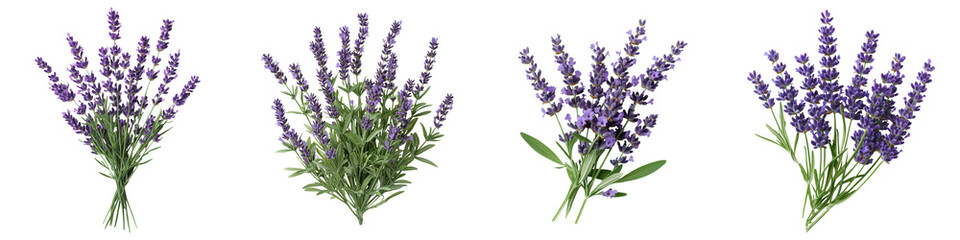 Naklejka premium Captivating bunches of vibrant lavender flowers showcasing nature s aromatic elegance and serene beauty in a pastoral setting