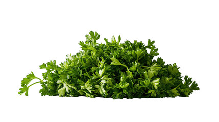 Obraz premium green grass isolated on white